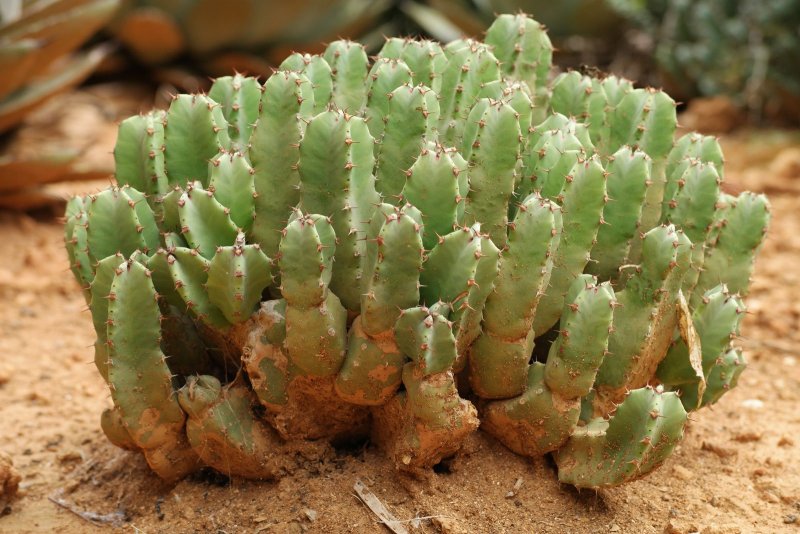 Euphorbia ballyi