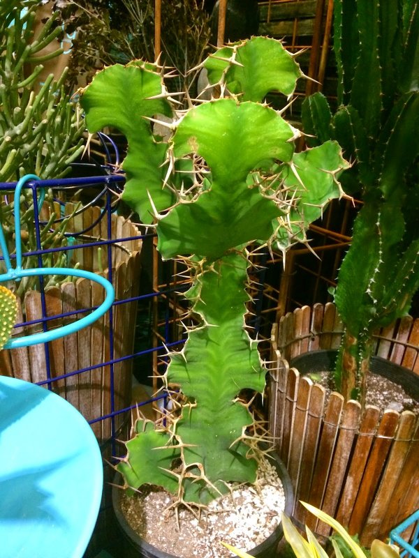 Euphorbia resinifera