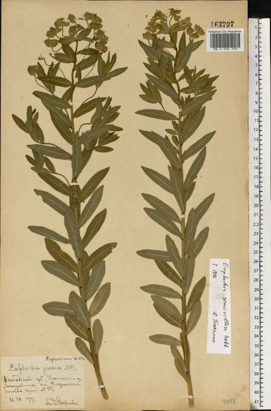 Молочай кипарисовый (Euphorbia cyparissias)