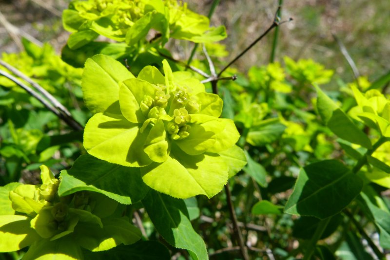Euphorbia esula