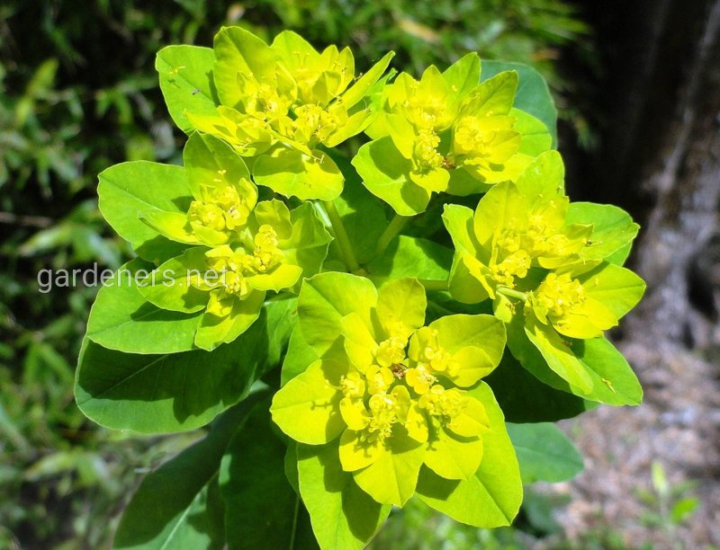 Роза Euphorbia