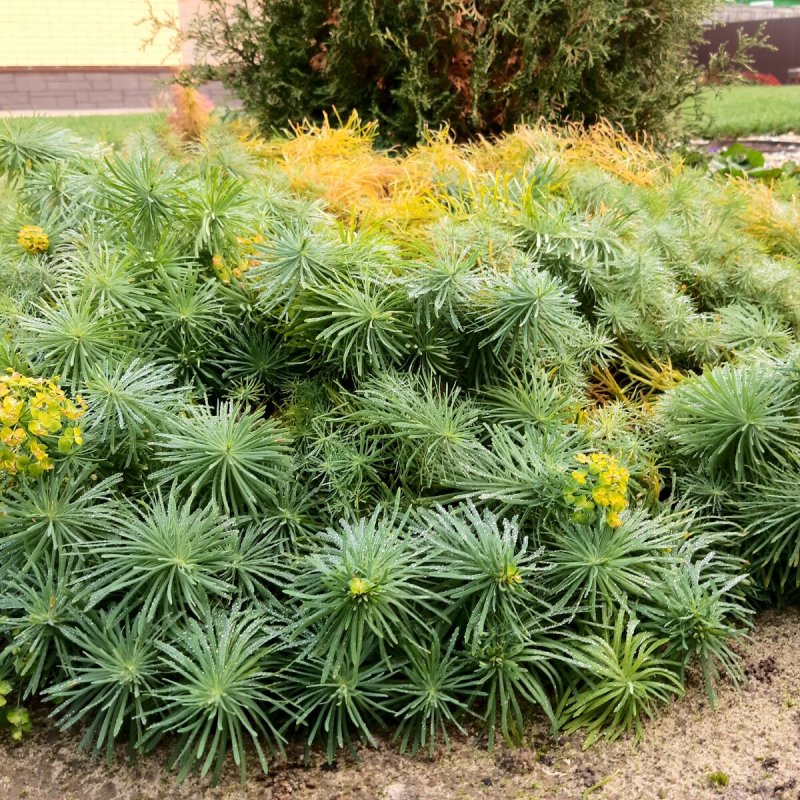 Молочай (Euphorbia)