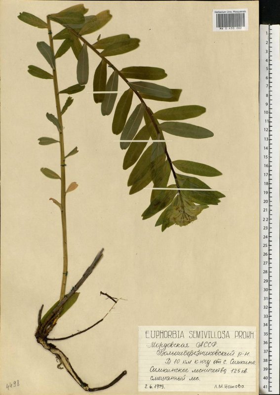 Euphorbia borodinii