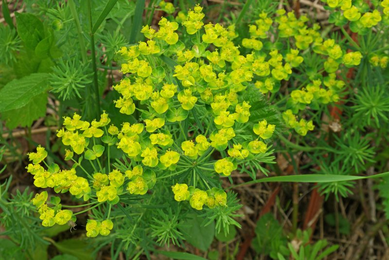 Молочай "Clarice Howard" (Euphorbia cyparissias)
