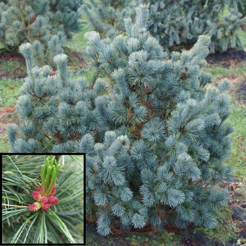 Кедровый стланик glauca