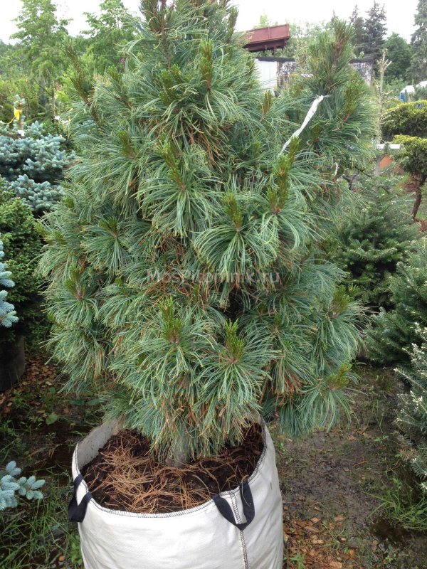 Pinus pumila (сосна Кедровая стланиковая) 'glauca'