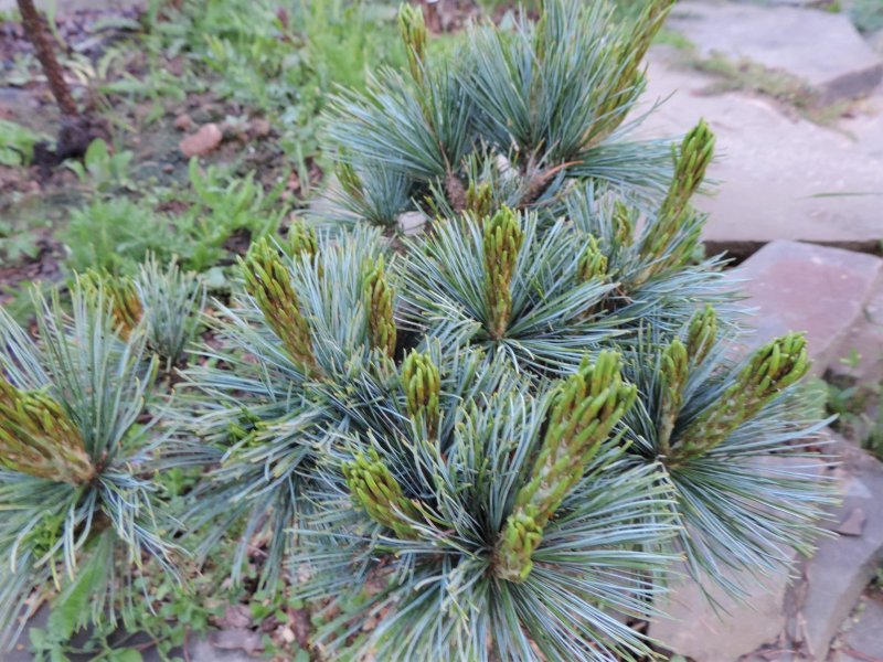 Pinus pumila Blue Mops