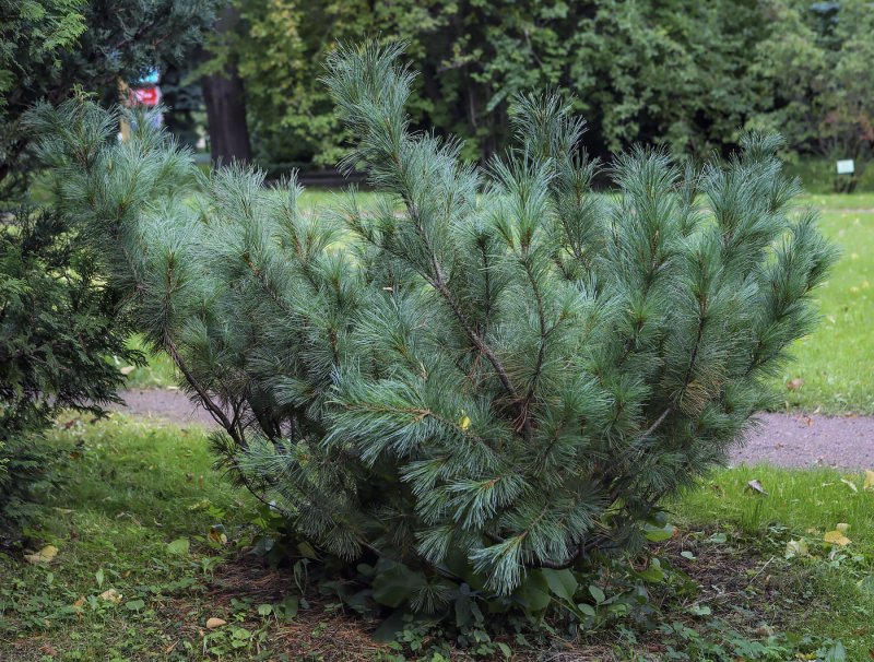 Сосна Кедровая стланиковая Глаука