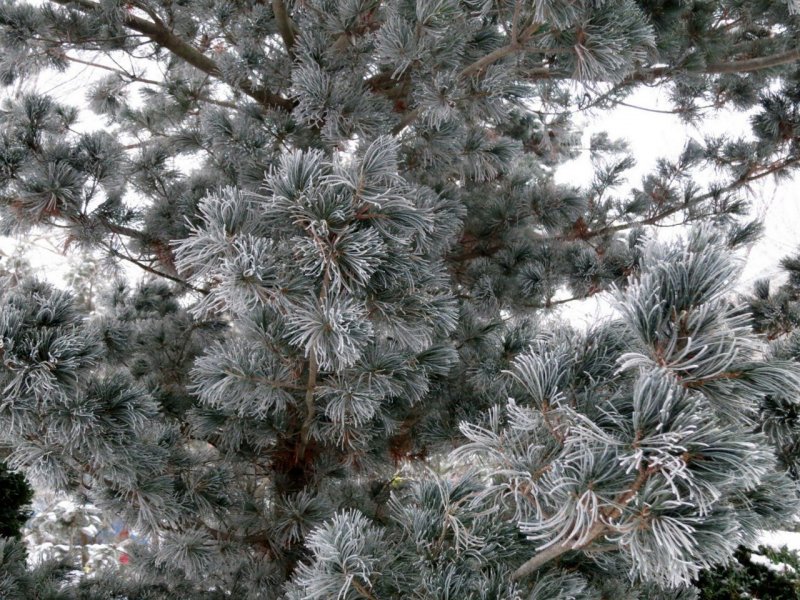 Сосна Кедровая стланиковая - Pinus pumila Blue Mops