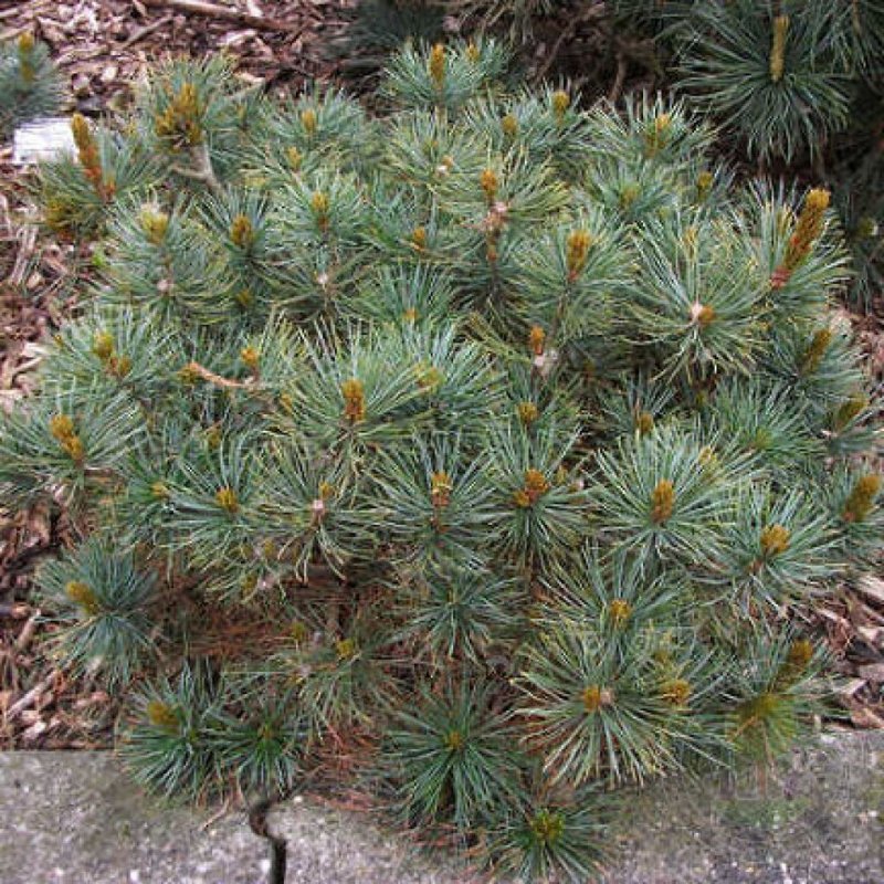 Pinus pumila 'Vete-Haka'