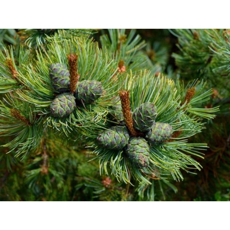 Сосна Pinus Sylvestris