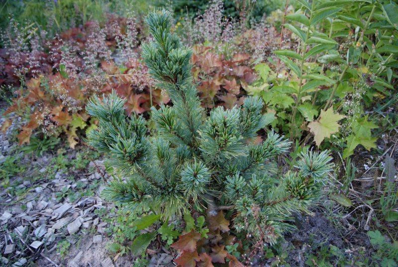 Pinus (сосна) mugo subsp. Uncinata