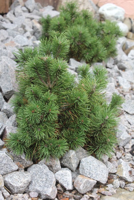 Pinus mugo старкл