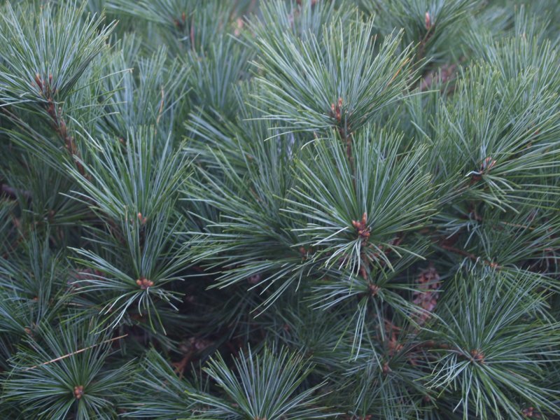 Сосна Веймутова Pinus strobus семена