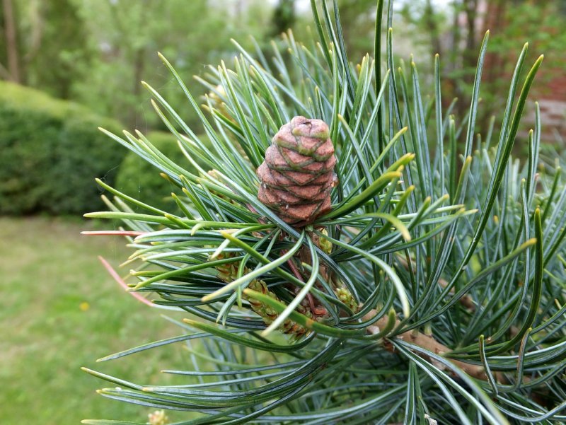 Pinus Cembra (сосна Кедровая европейская) 'glauca'