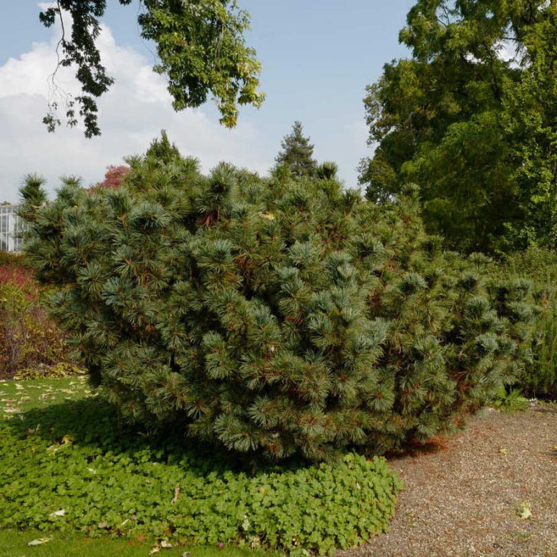 Кедровый стланик (Pinus pumila)