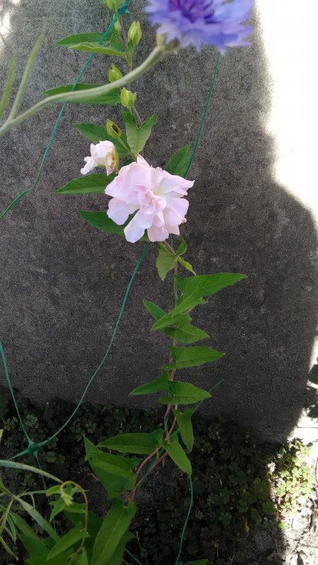Калистегия плющелистная Flore pleno