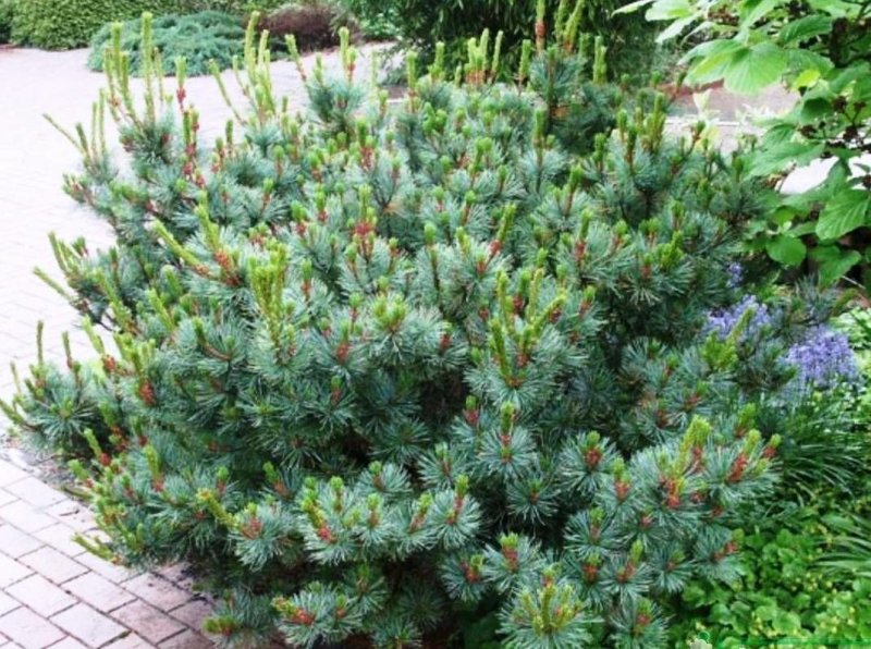 Сосна Кедровая стланиковая glauca