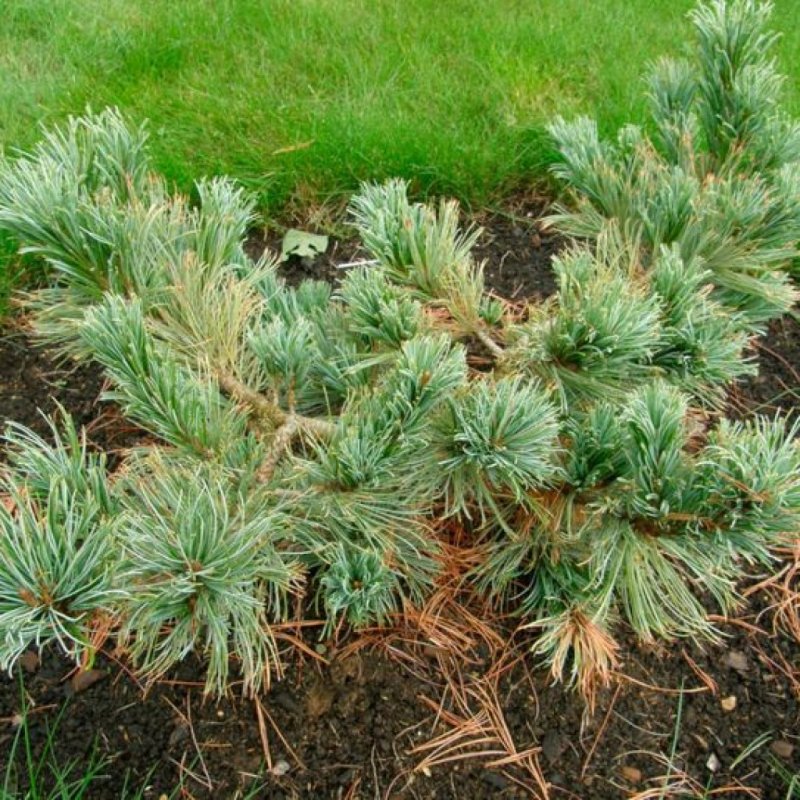 Кедровый стланик (Pinus pumila)