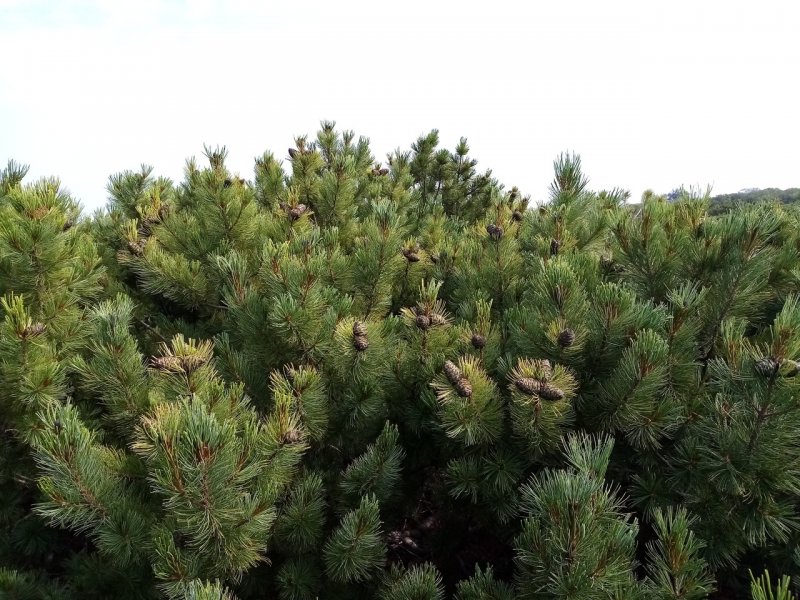 Pinus pumila 'pygmaea'
