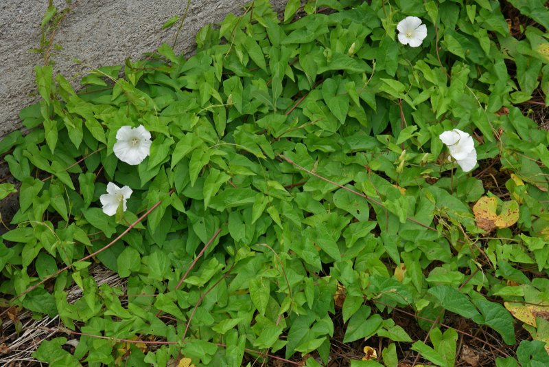Calystegia sepium