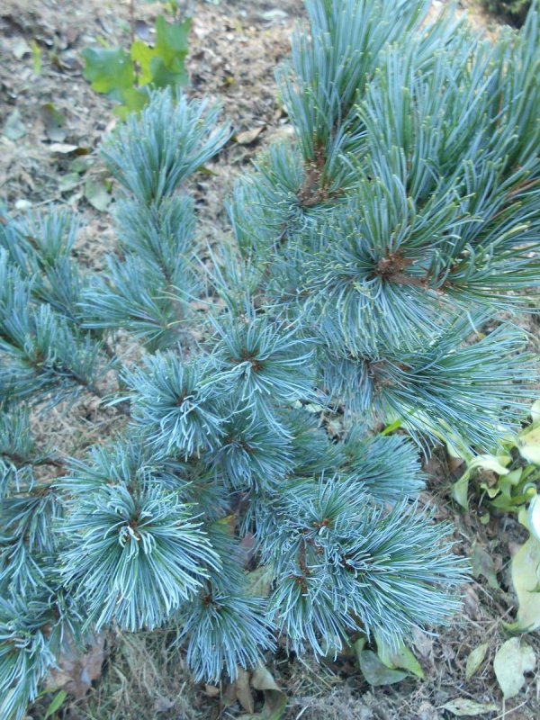 Pinus pumila Сантис