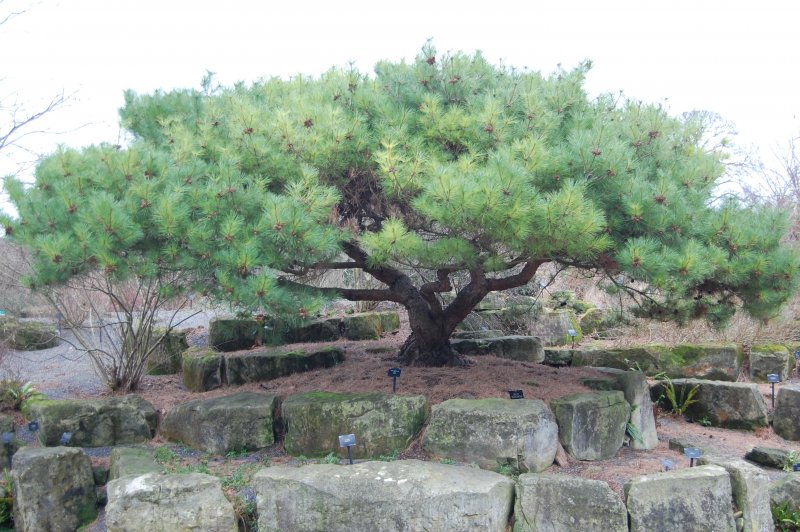 Pinus pumila