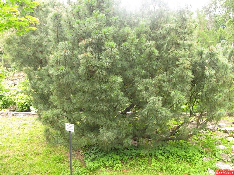 Pinus pumila Dwarf Blue