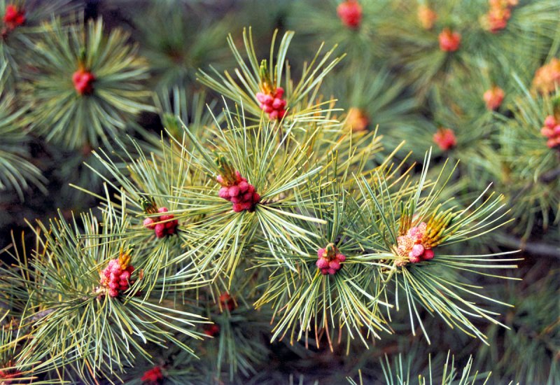 Кедровый стланик (Pinus pumila)