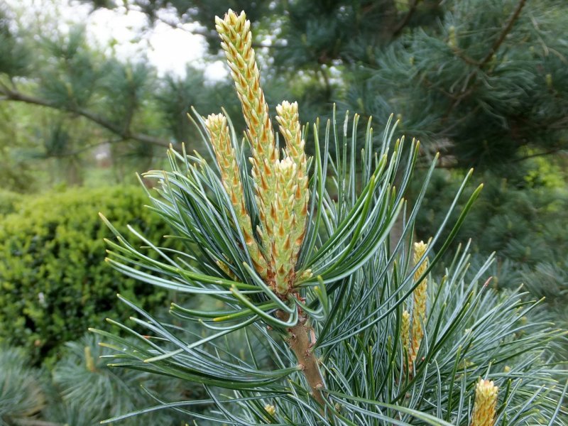 Кедровый стланик (Pinus pumila)