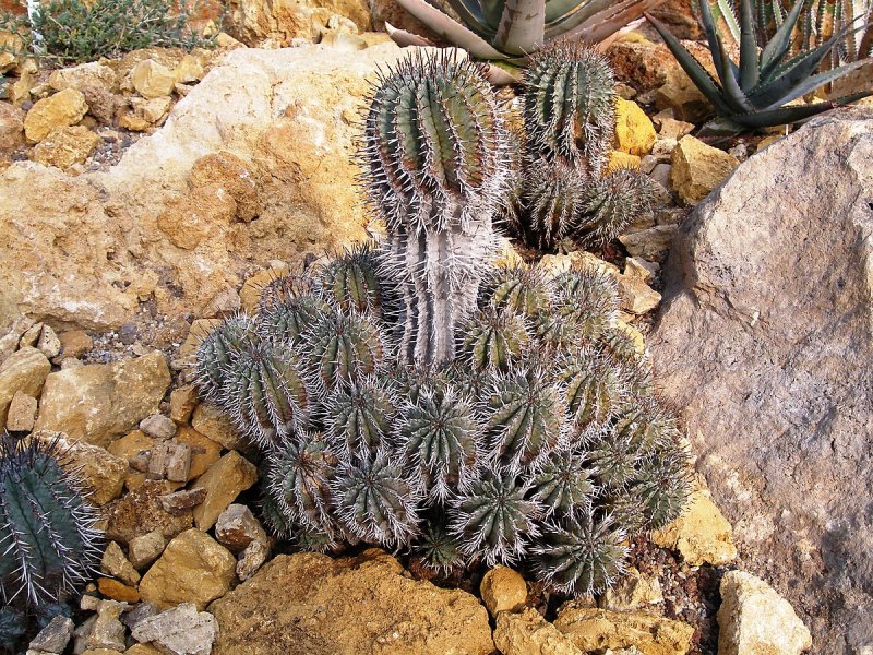 Euphorbia horrida Boiss