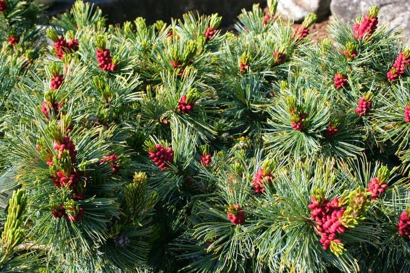 Pinus parviflora Cleary