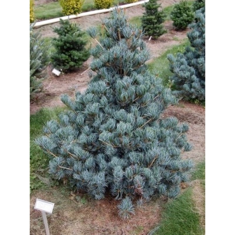 Pinus parviflora glauca