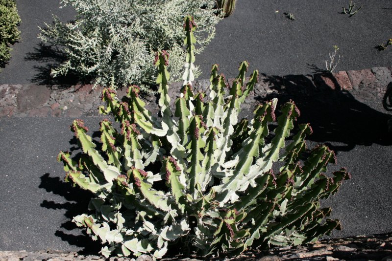 Euphorbia hypericifolia