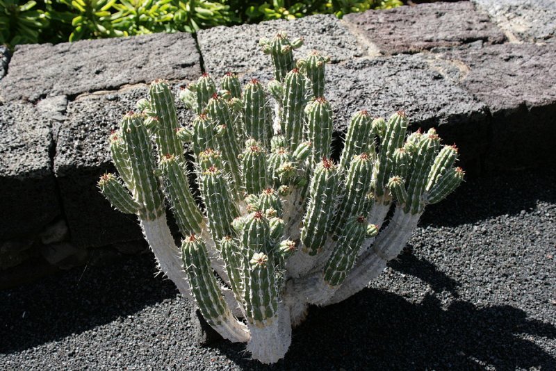 Euphorbia pulvinata
