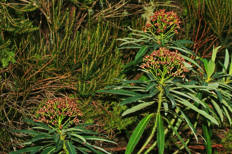 Amandelwolfsmelk Euphorbia молочай