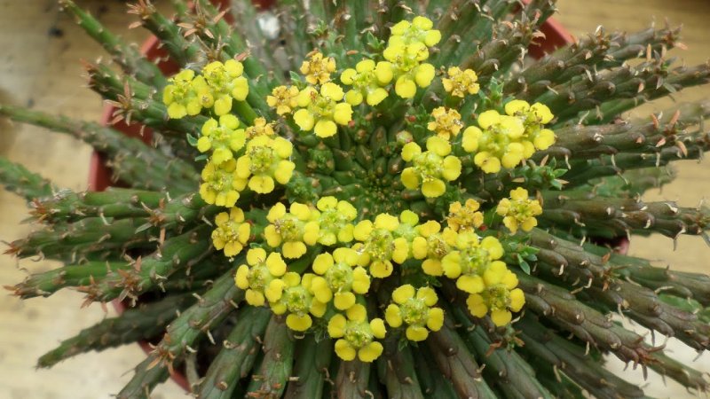 Euphorbia flanaganii