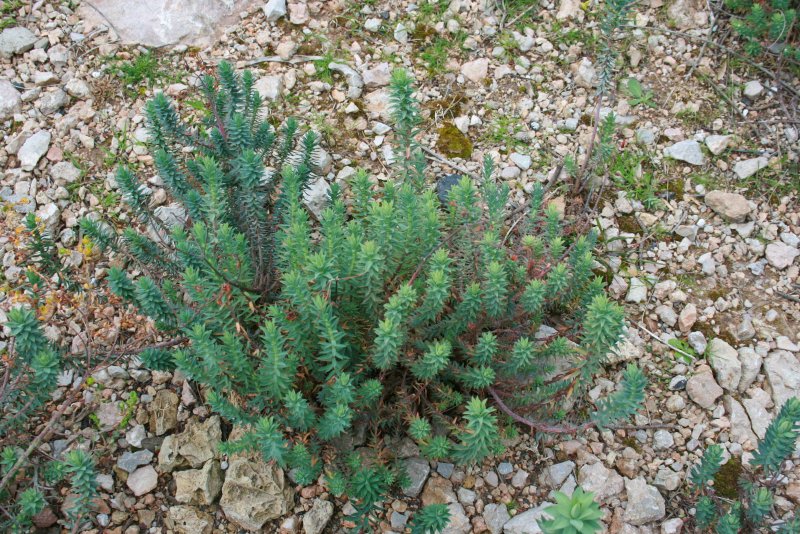 Euphorbia pithyusa