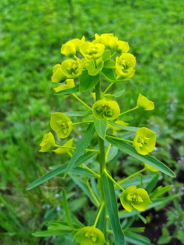 Euphorbia plagiantha