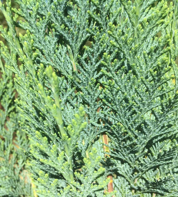 Chamaecyparis lawsoniana Alumii