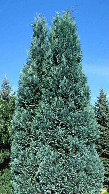 Кипарис Колумнарис