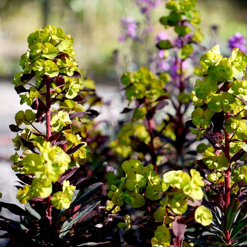 Euphorbia clivicola