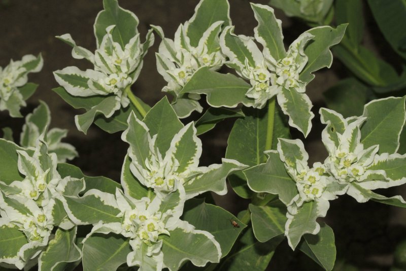 Euphorbia marginata Pursh