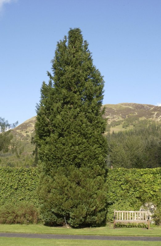 Кипарисовик Лавсона columnaris