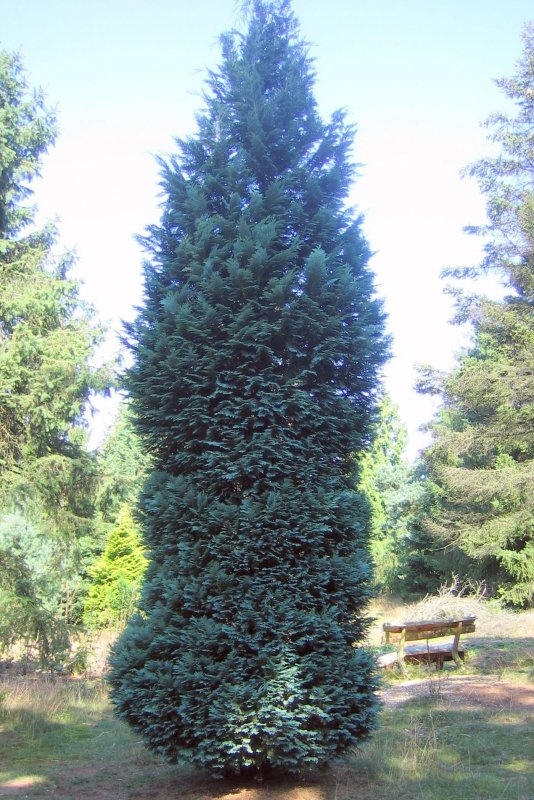Chamaecyparis lawsoniana columnaris
