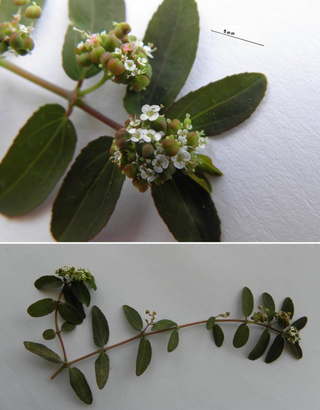 Euphorbia Lactea гниль