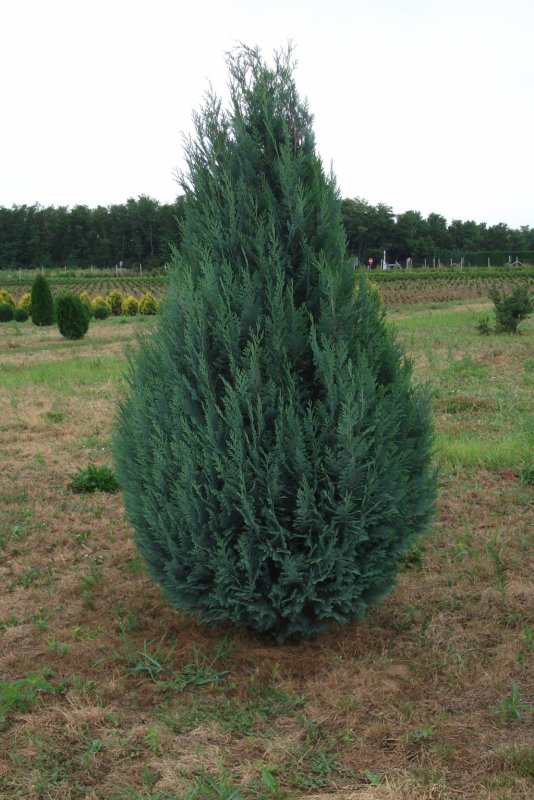Кипарисовик Лавсона columnaris