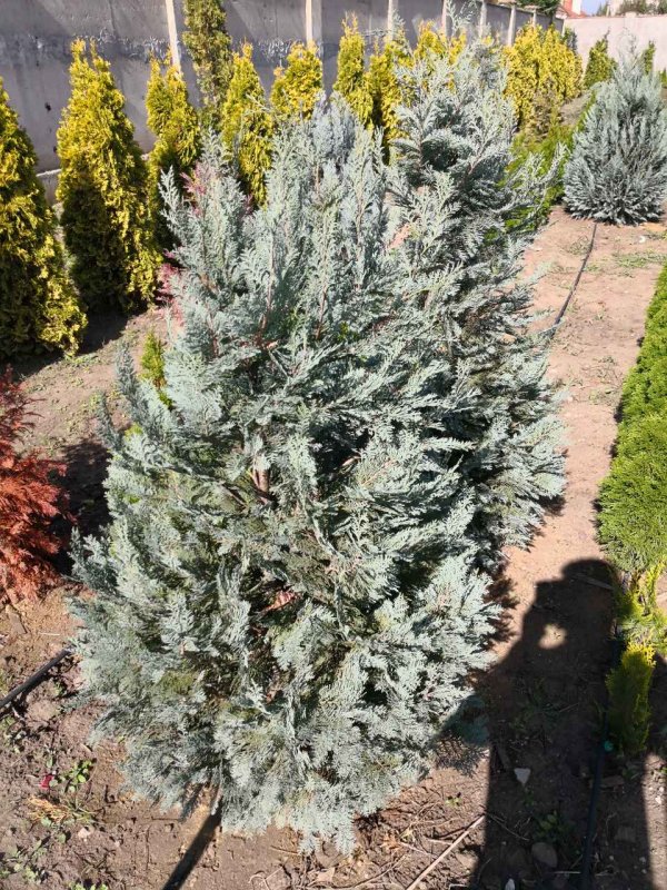 Chamaecyparis lawsoniana columnaris
