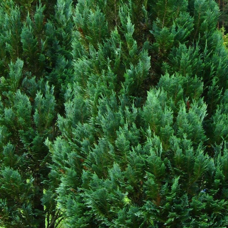 Chamaecyparis lawsoniana columnaris
