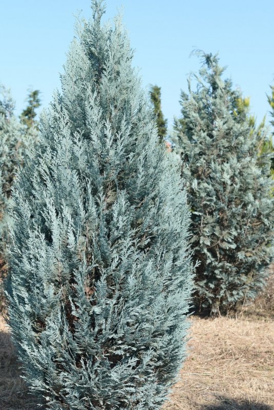 Кипарисовик Лавсона columnaris